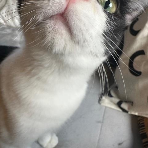 Bennie (bonded with Celeste) 2