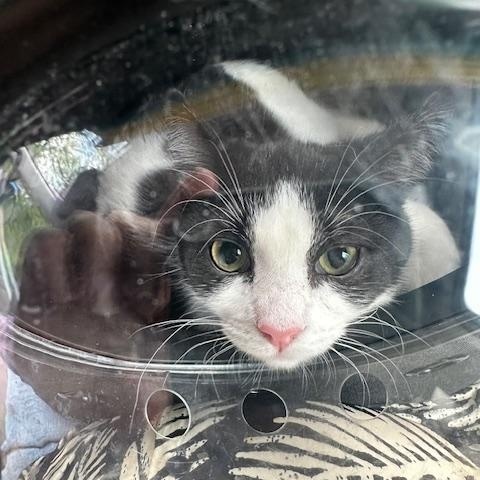 Bennie (bonded with Celeste) 4