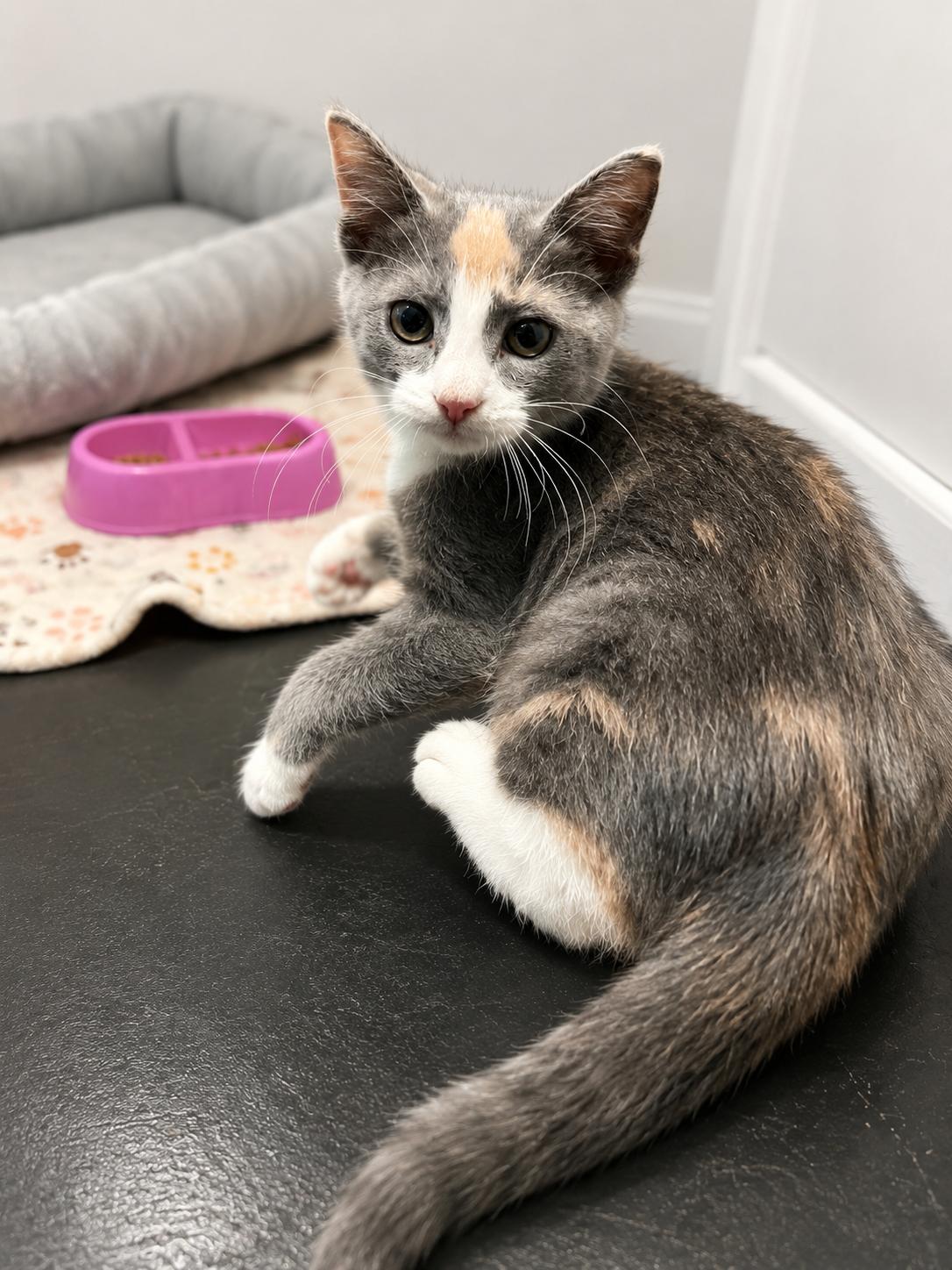 Enlarge Adelaide and Thomas, a Adoptable Domestic Short Hair in Houston, TX image 4/5