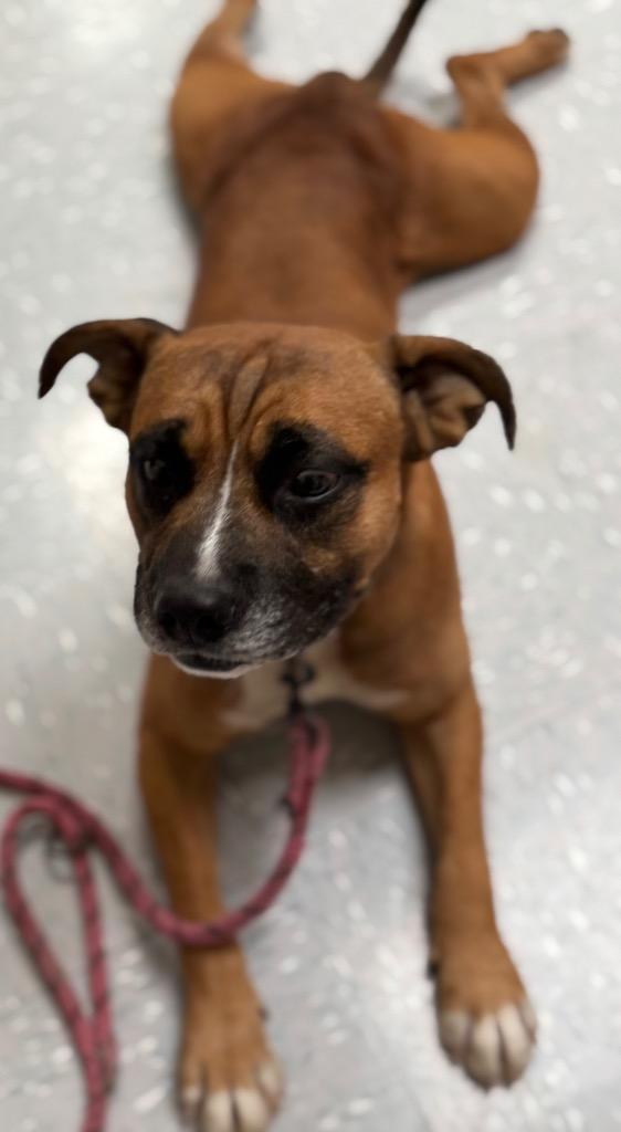 Chili Cheese Fries, Adoptable, Adult Male Boxer & Pit Bull Terrier.