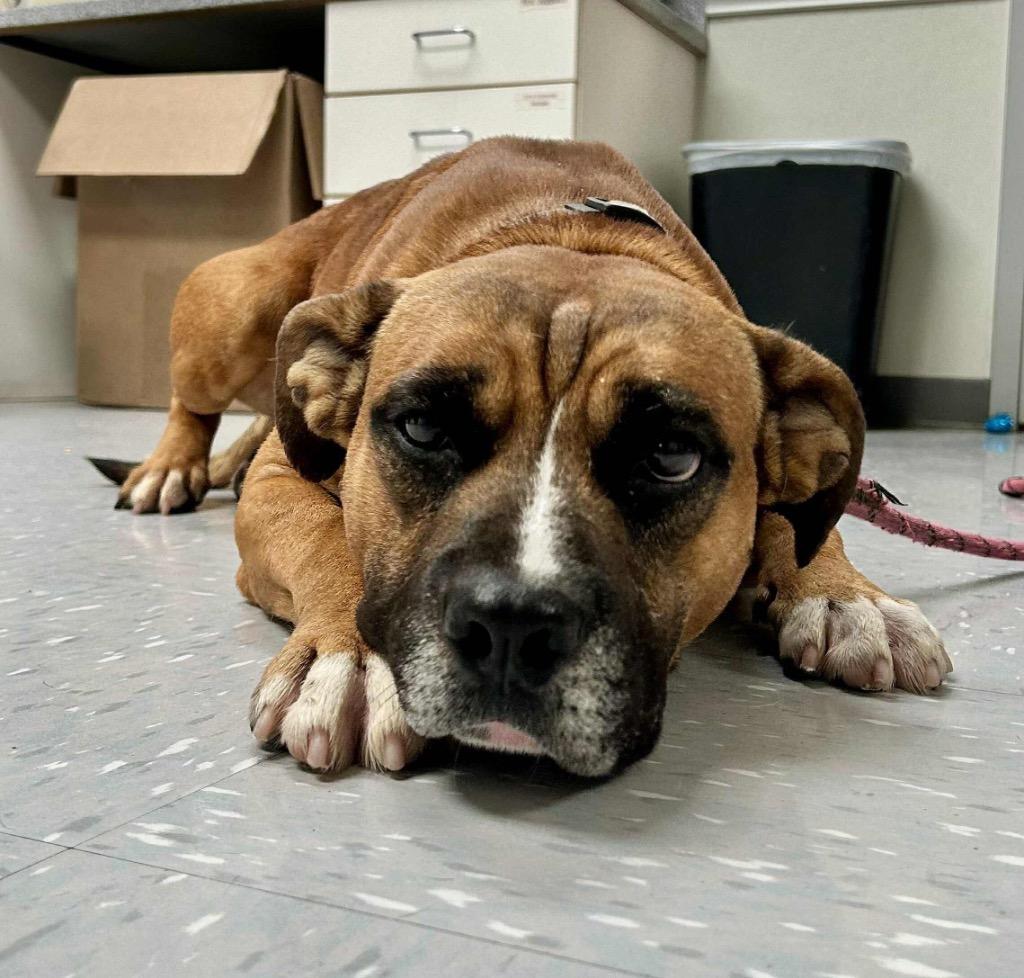 Enlarge Chili Cheese Fries, a Adoptable mixed breed in New Philadelphia, OH image 2/3