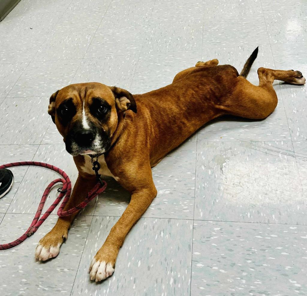 Enlarge Chili Cheese Fries, a Adoptable mixed breed in New Philadelphia, OH image 3/3