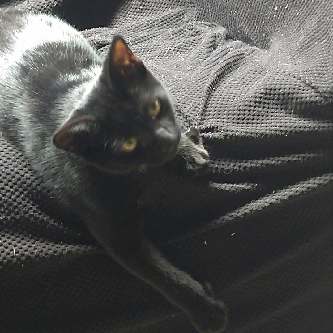 Sara, a Adopted American Shorthair in Sacramento, CA image 1/2