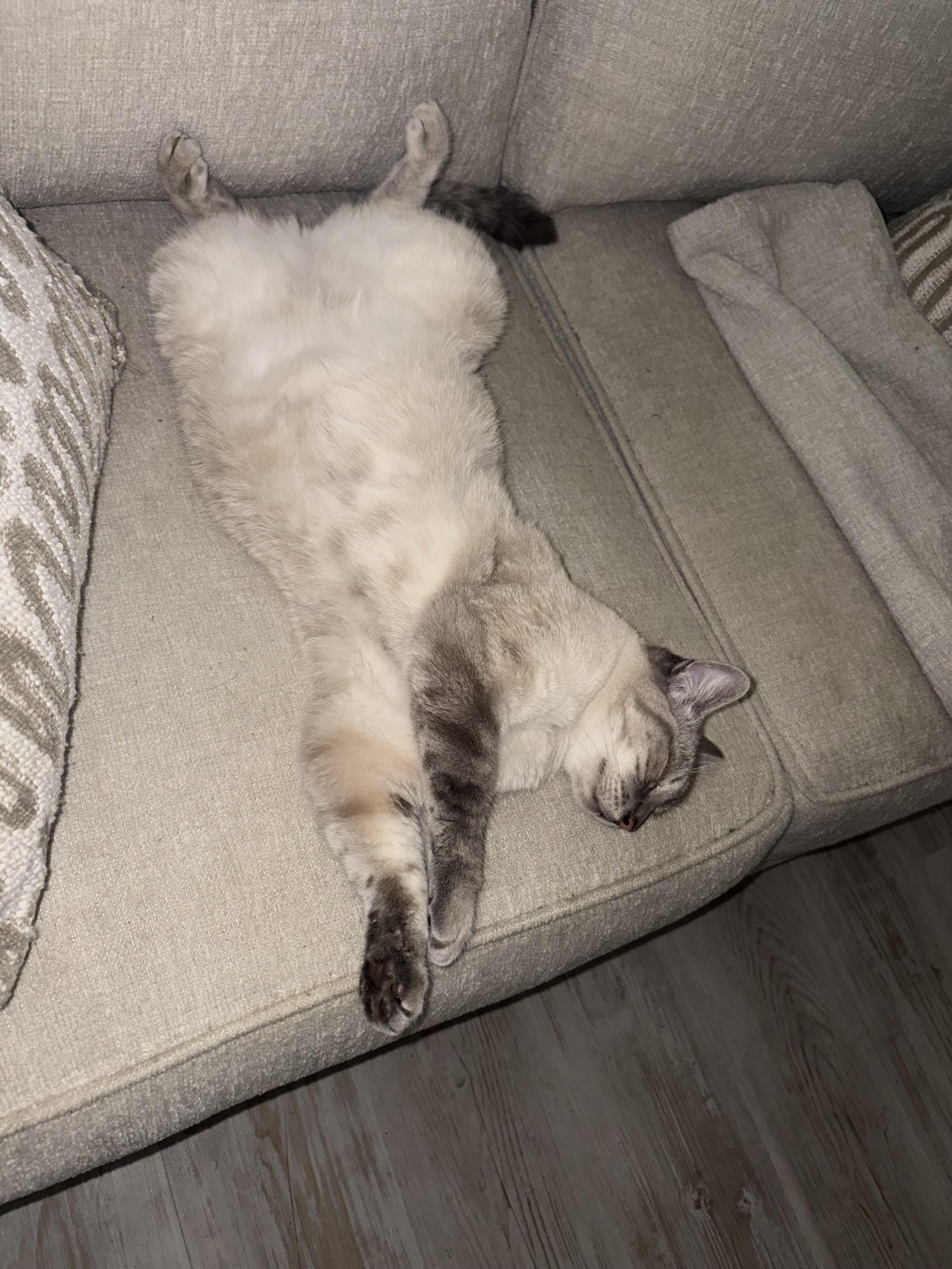 Blanca, Adoptable, Young Female Siamese & Domestic Short Hair.