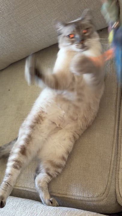Enlarge Blanca, a Adoptable mixed breed in Vallejo , CA video 3/3