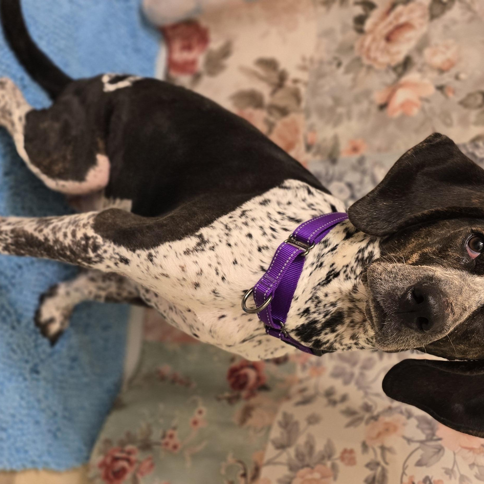 Enlarge DIXIE, a ADOPTABLE mixed breed in Keyser, WV image 1/1
