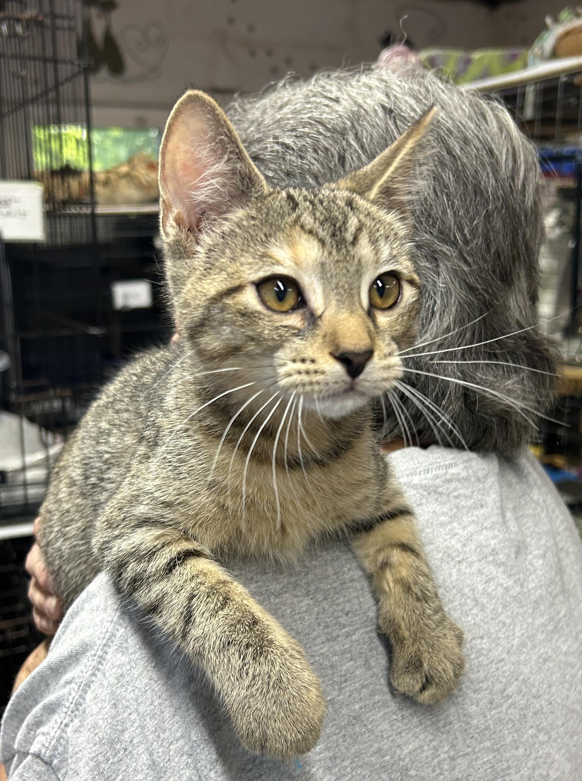 Shelly, Adoptable, Kitten Female Domestic Short Hair.