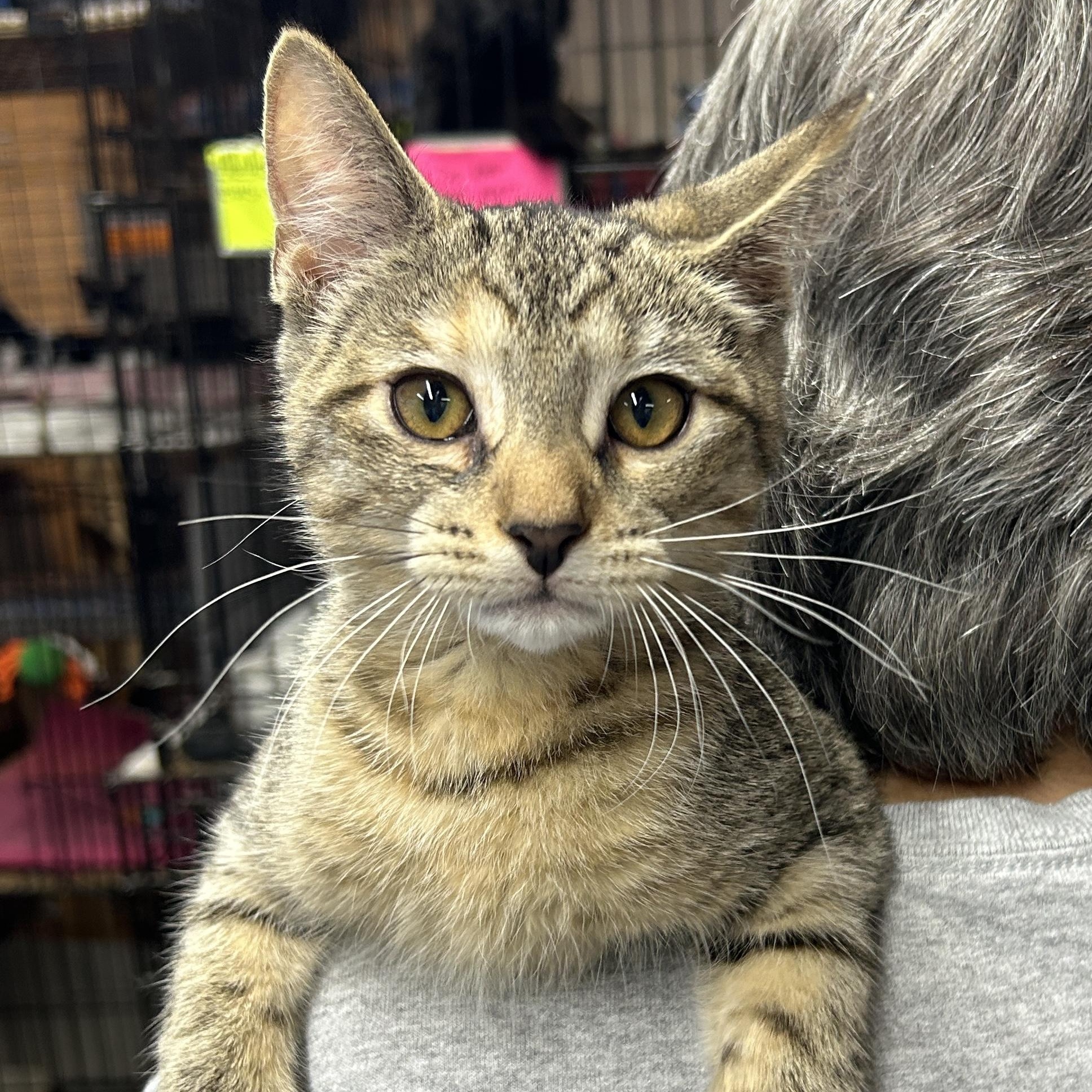 Enlarge Shelly, a Adoptable Domestic Short Hair in Avon, OH image 2/3
