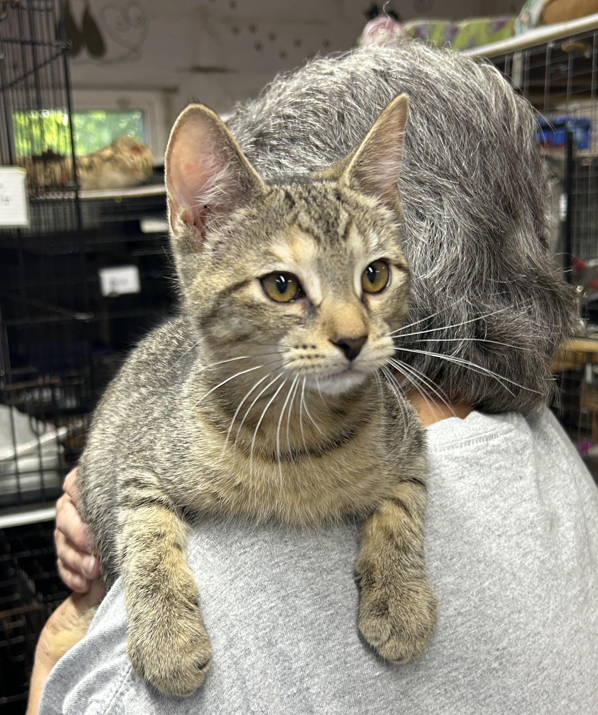 Enlarge Shelly, a Adoptable Domestic Short Hair in Avon, OH image 3/3