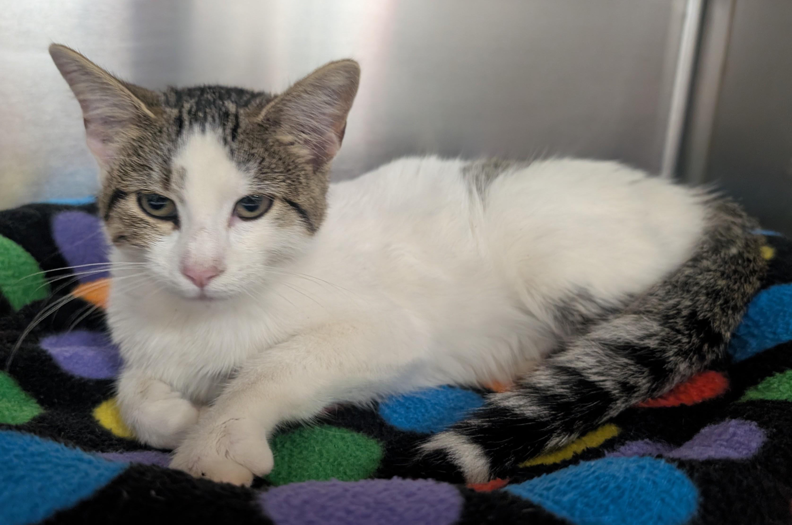 Blada, Adoptable, Young Female Domestic Short Hair.