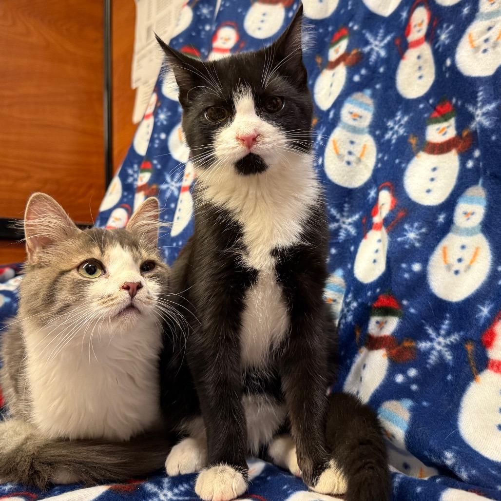 Soso, Adoptable, Kitten Male Domestic Short Hair.