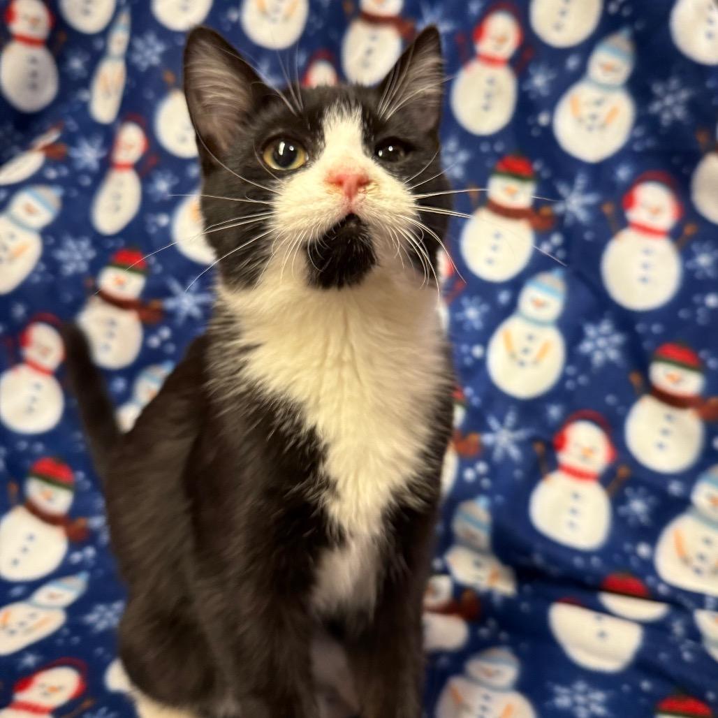 Enlarge Soso, a Adoptable Domestic Short Hair in Frederick, MD image 2/2