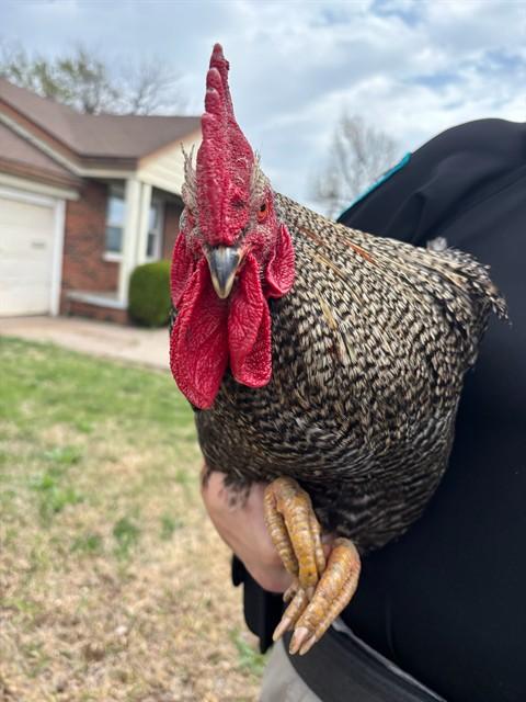 Enlarge A470776, a Adoptable Chicken in Oklahoma City, OK image 1/1