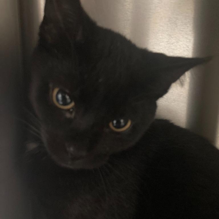 Enlarge Denali, a Adoptable Domestic Short Hair in Geneseo, IL image 1/1