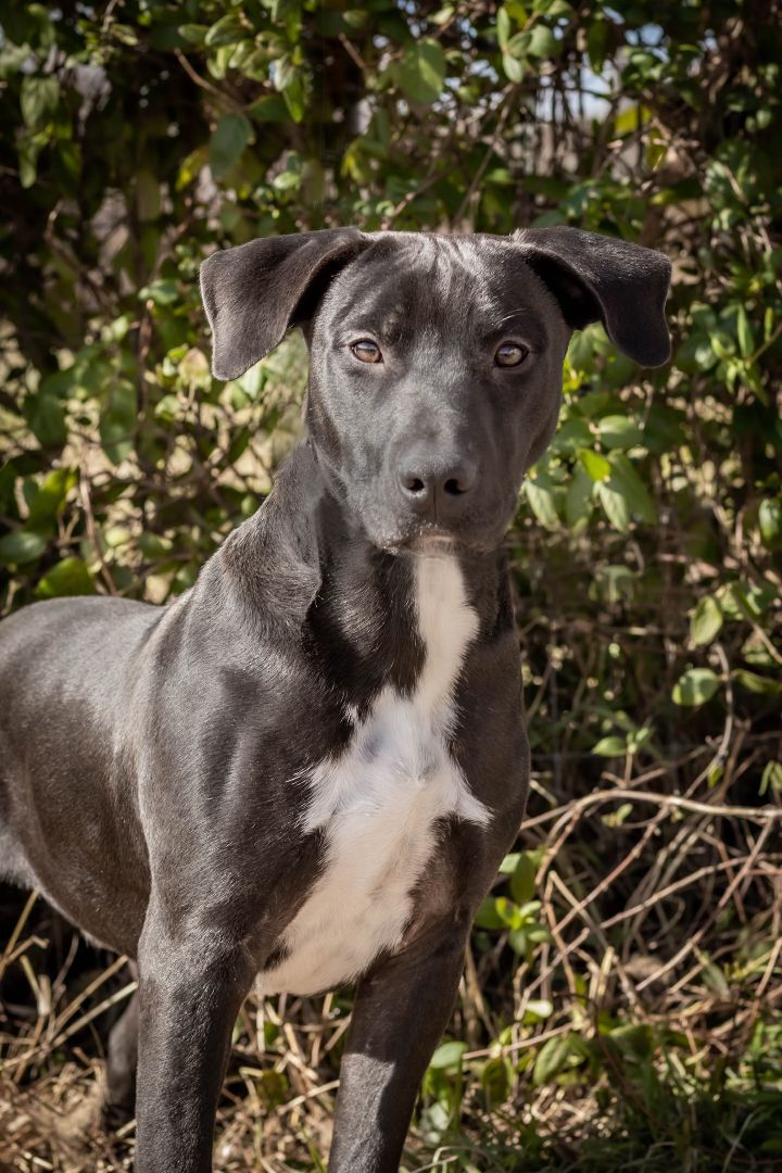 Enlarge Jesse, a Adoptable mixed breed in St. Clair, MO image 1/2