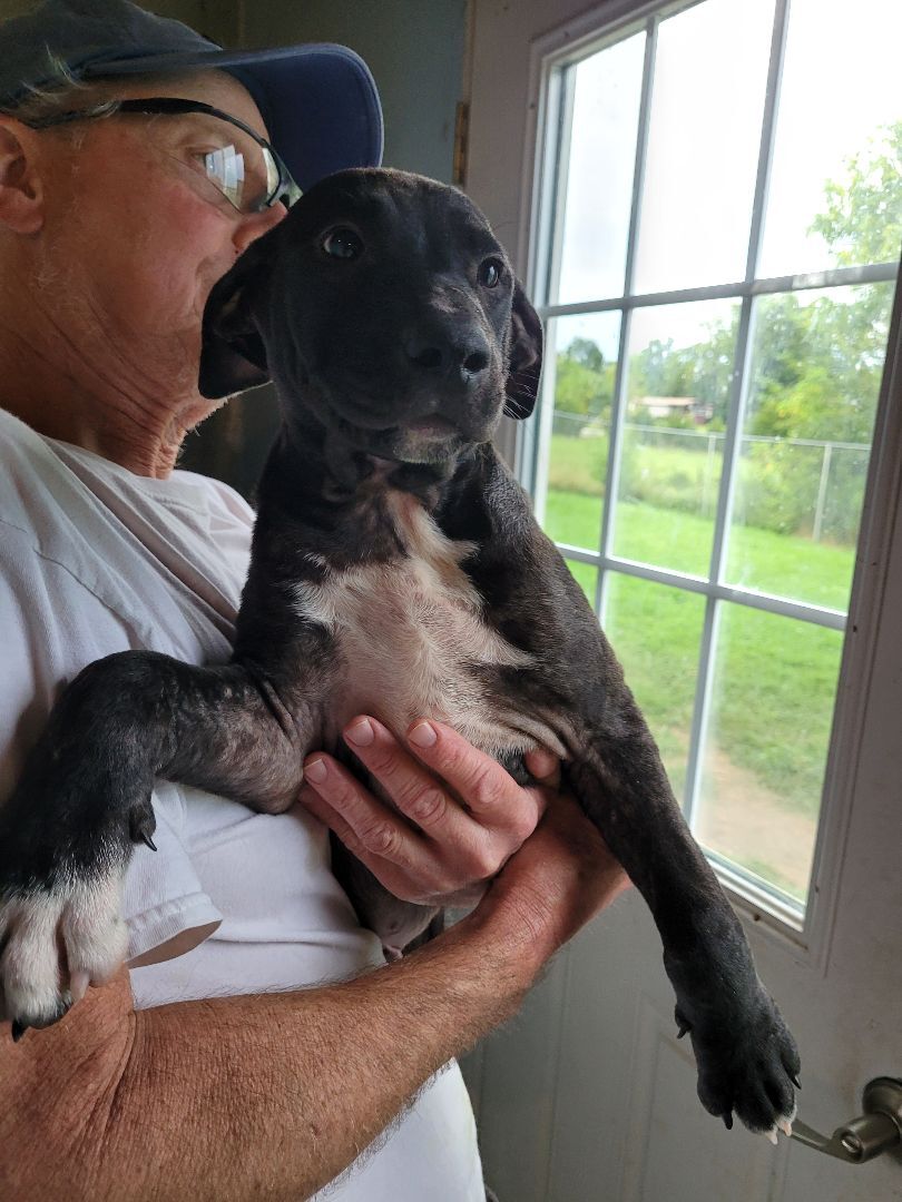 Enlarge Jesse, a Adoptable mixed breed in St. Clair, MO image 2/2