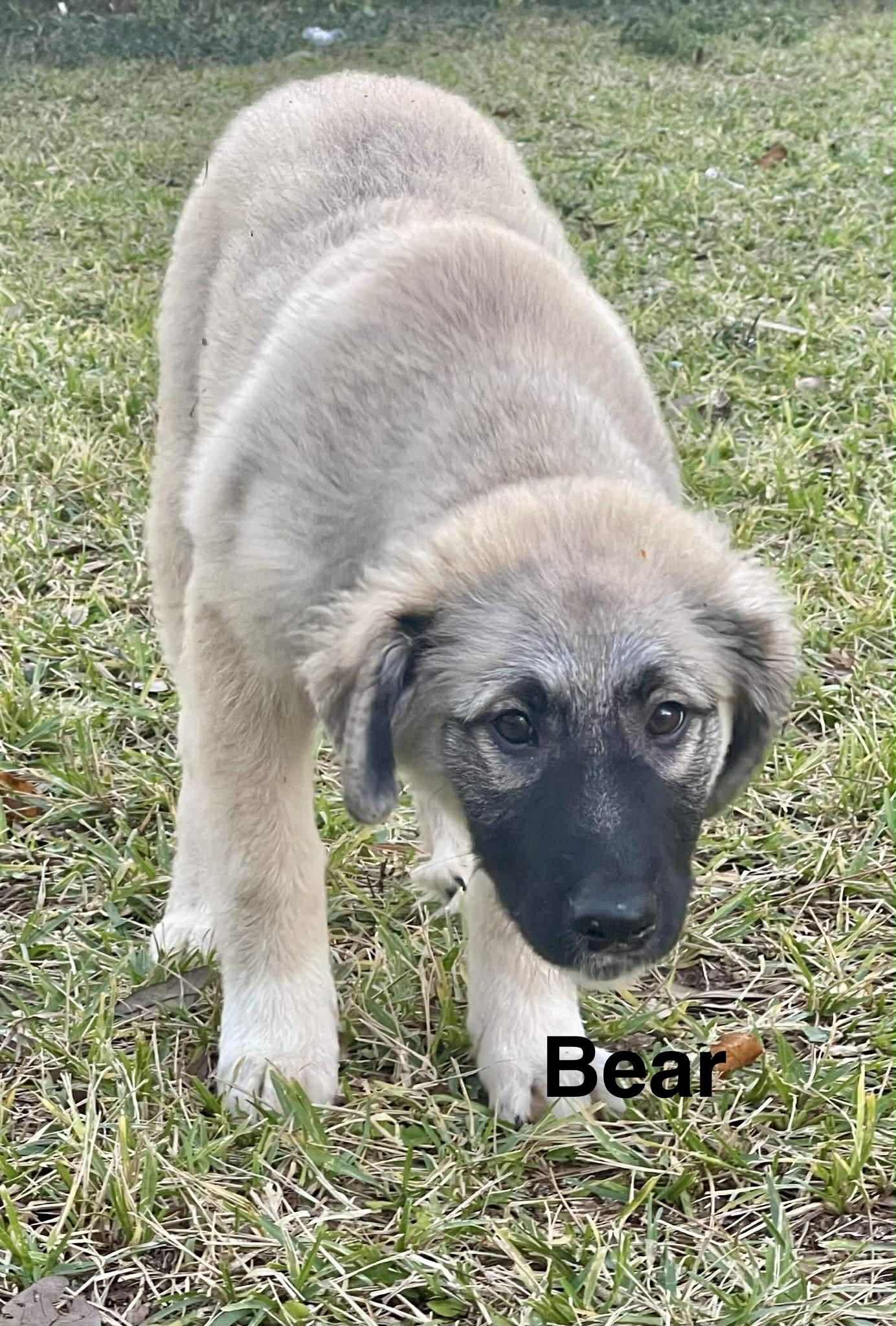 Enlarge Bear, an adopted mixed breed in Mobile, AL image 1/2