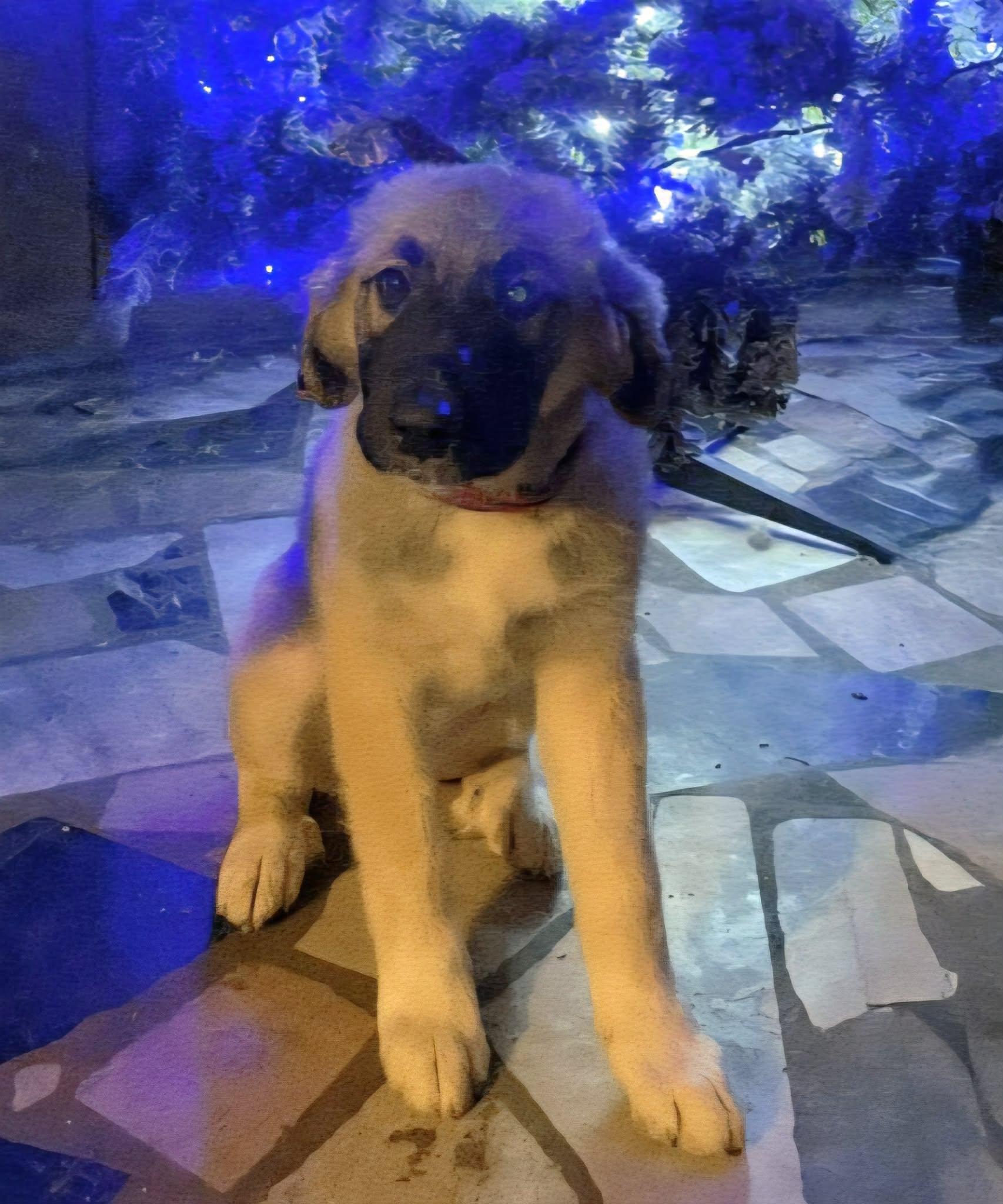 Enlarge Bear, an adopted mixed breed in Mobile, AL image 2/2