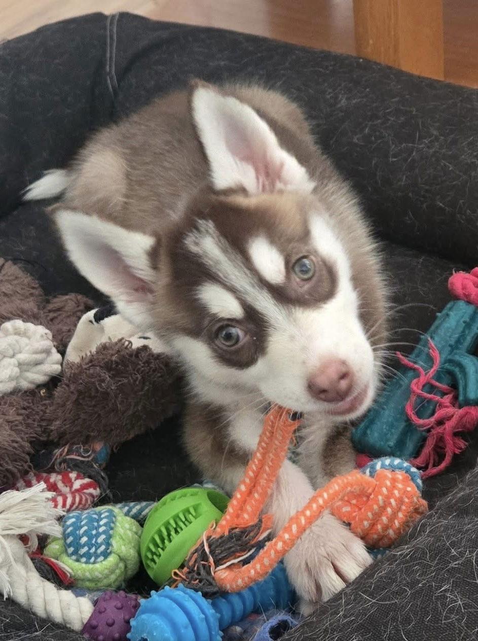 Bella, Adoptable, Puppy Female Husky.