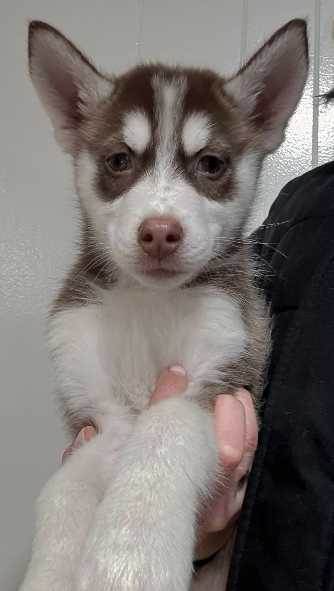 Bella — thumbnail 2