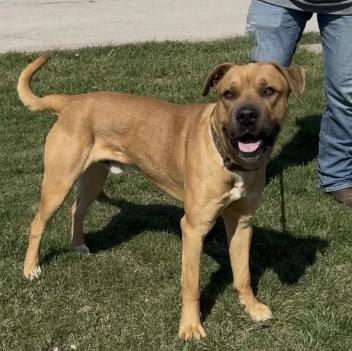 Enlarge Bo, a Adoptable mixed breed in Chillicothe, MO image 1/1