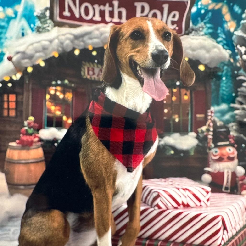 Fossey (now Junebug), Adoptable, Adult Female American Foxhound.