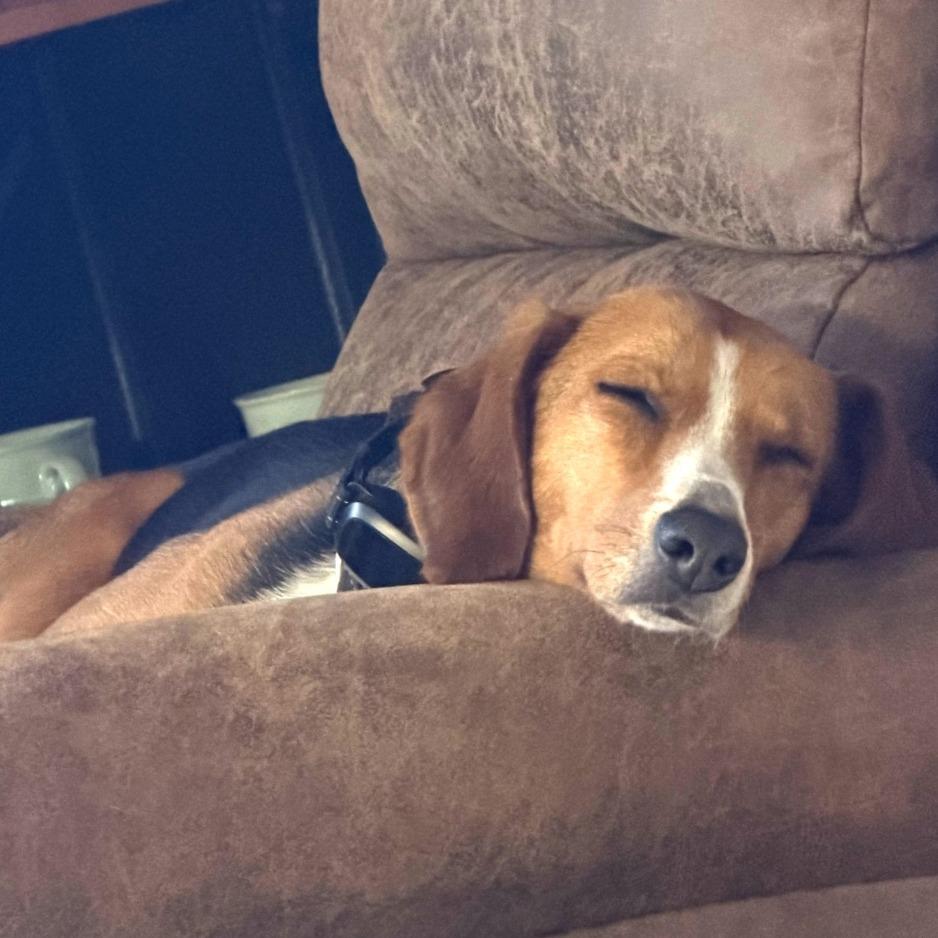 Enlarge Fossey (now Junebug), a Adoptable American Foxhound in Chapel Hill, NC image 2/4