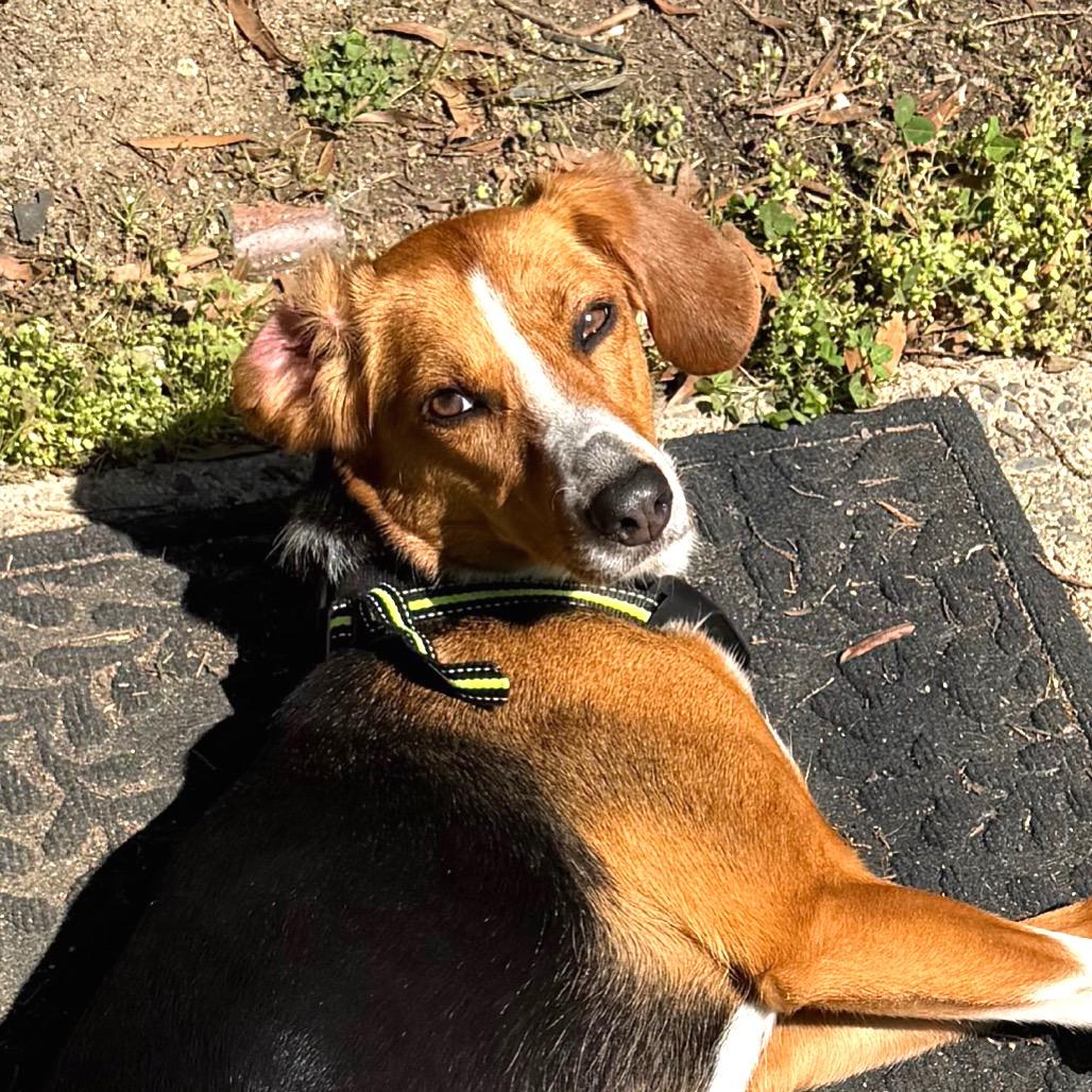 Enlarge Fossey (now Junebug), a Adoptable American Foxhound in Chapel Hill, NC image 3/4
