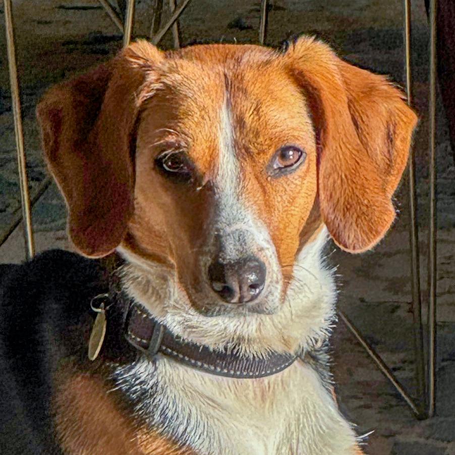 Enlarge Fossey (now Junebug), a Adoptable American Foxhound in Chapel Hill, NC image 4/4