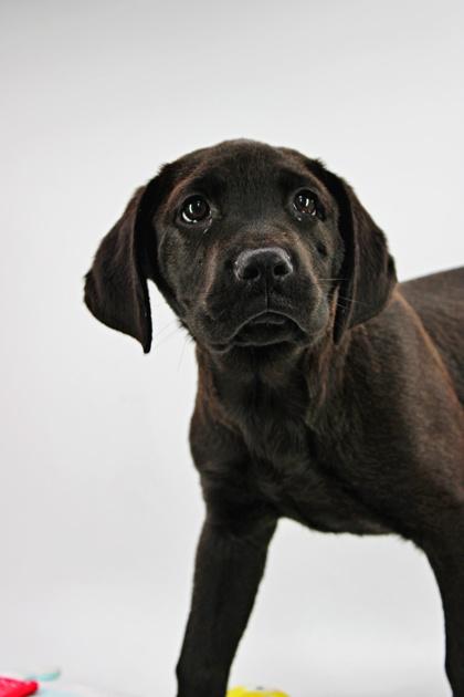 Annie — thumbnail 2