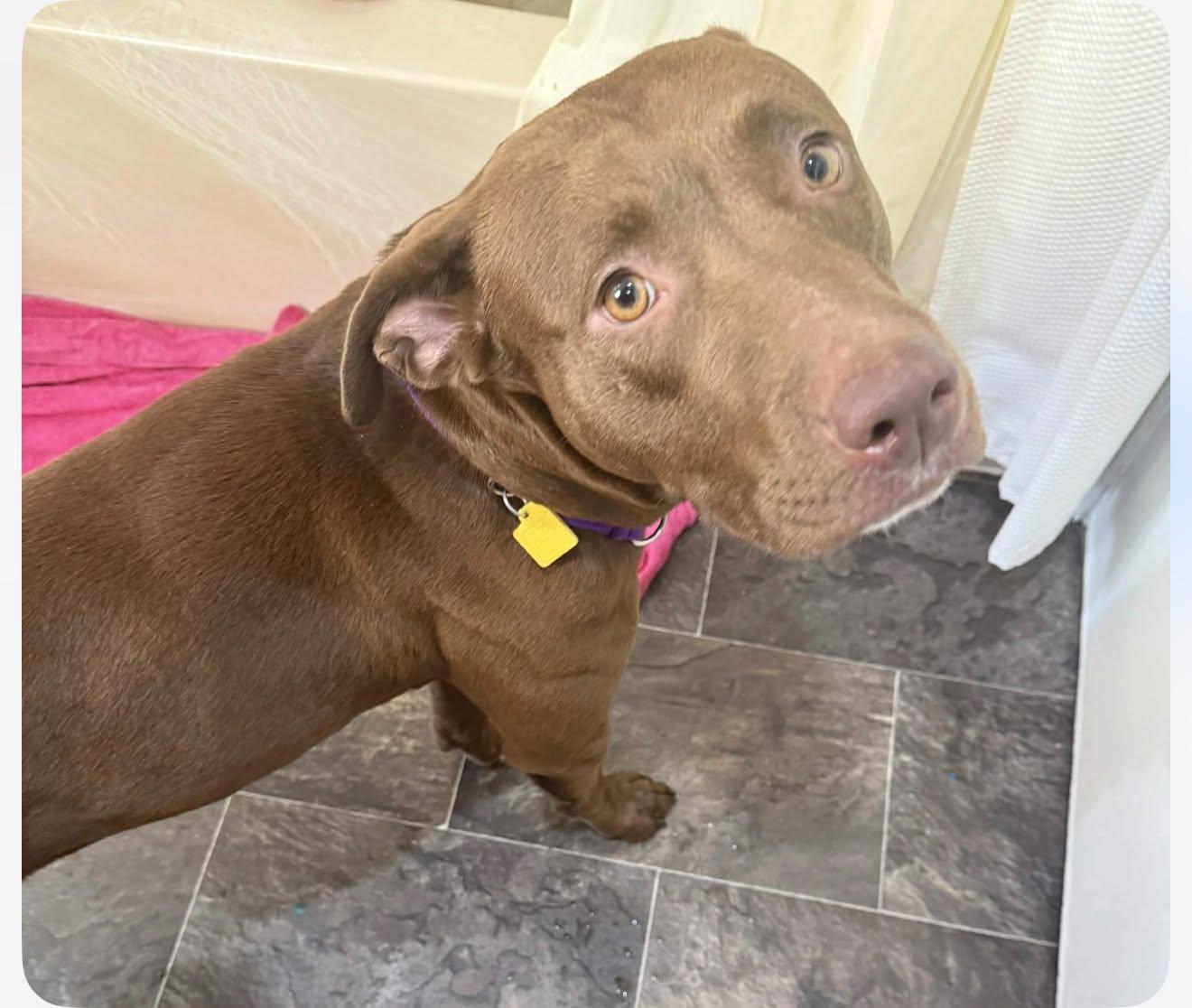 Remy, Adoptable, Young Female Chocolate Labrador Retriever & Pit Bull Terrier.