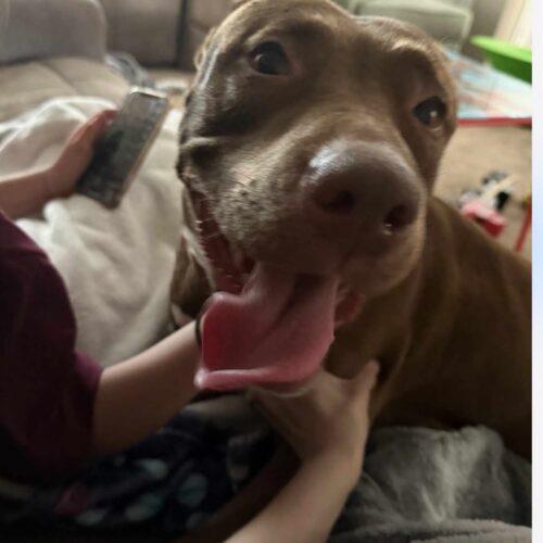 Enlarge Remy, a Adoptable mixed breed in Twin lakes, WI image 2/2