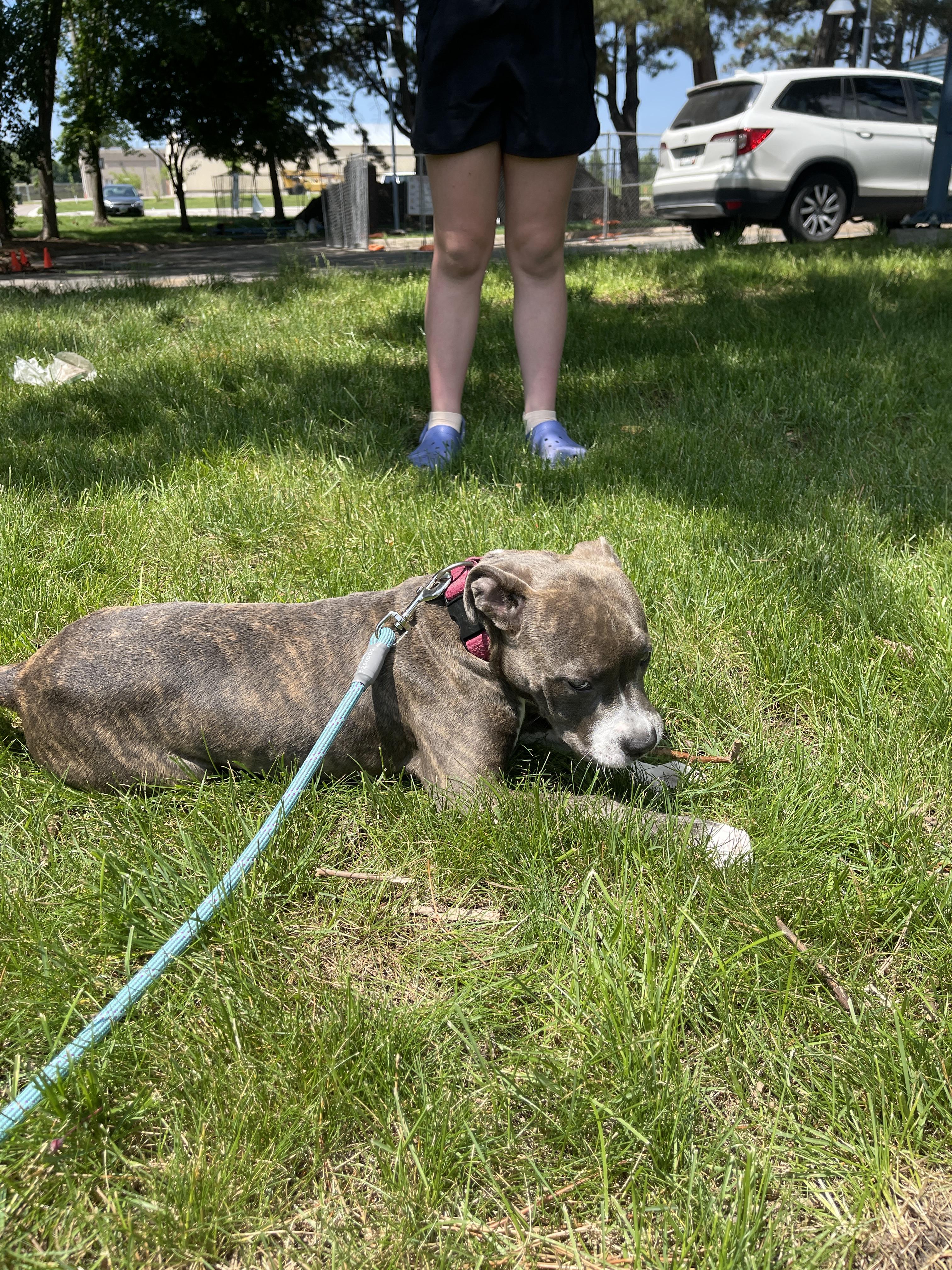 Wellsy, Adopted, Young Female American Staffordshire Terrier.