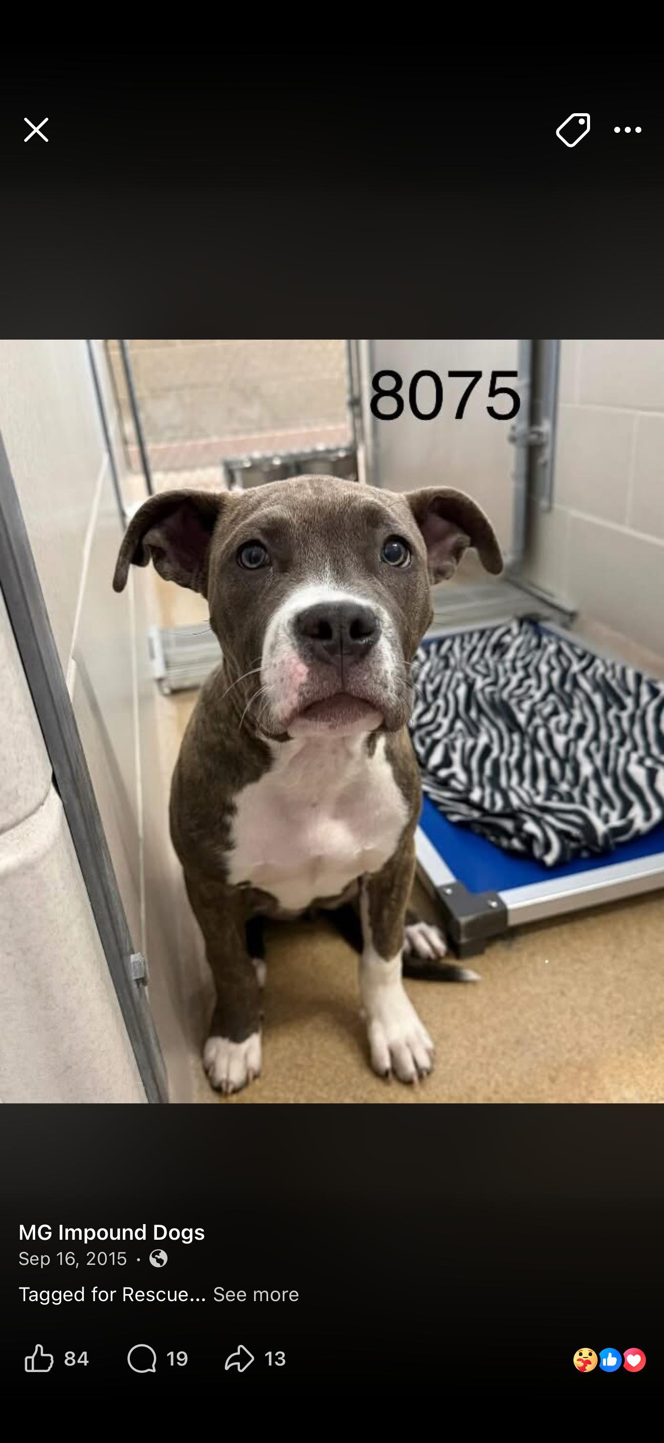Wellsy, a Adopted American Staffordshire Terrier in Minneapolis, MN image 2/3