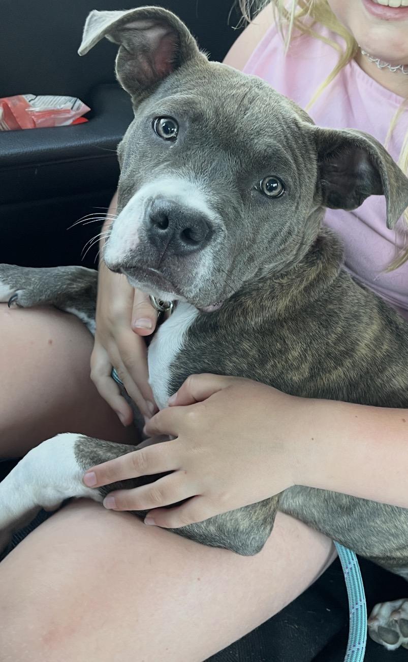 Wellsy, a Adopted American Staffordshire Terrier in Minneapolis, MN image 3/3