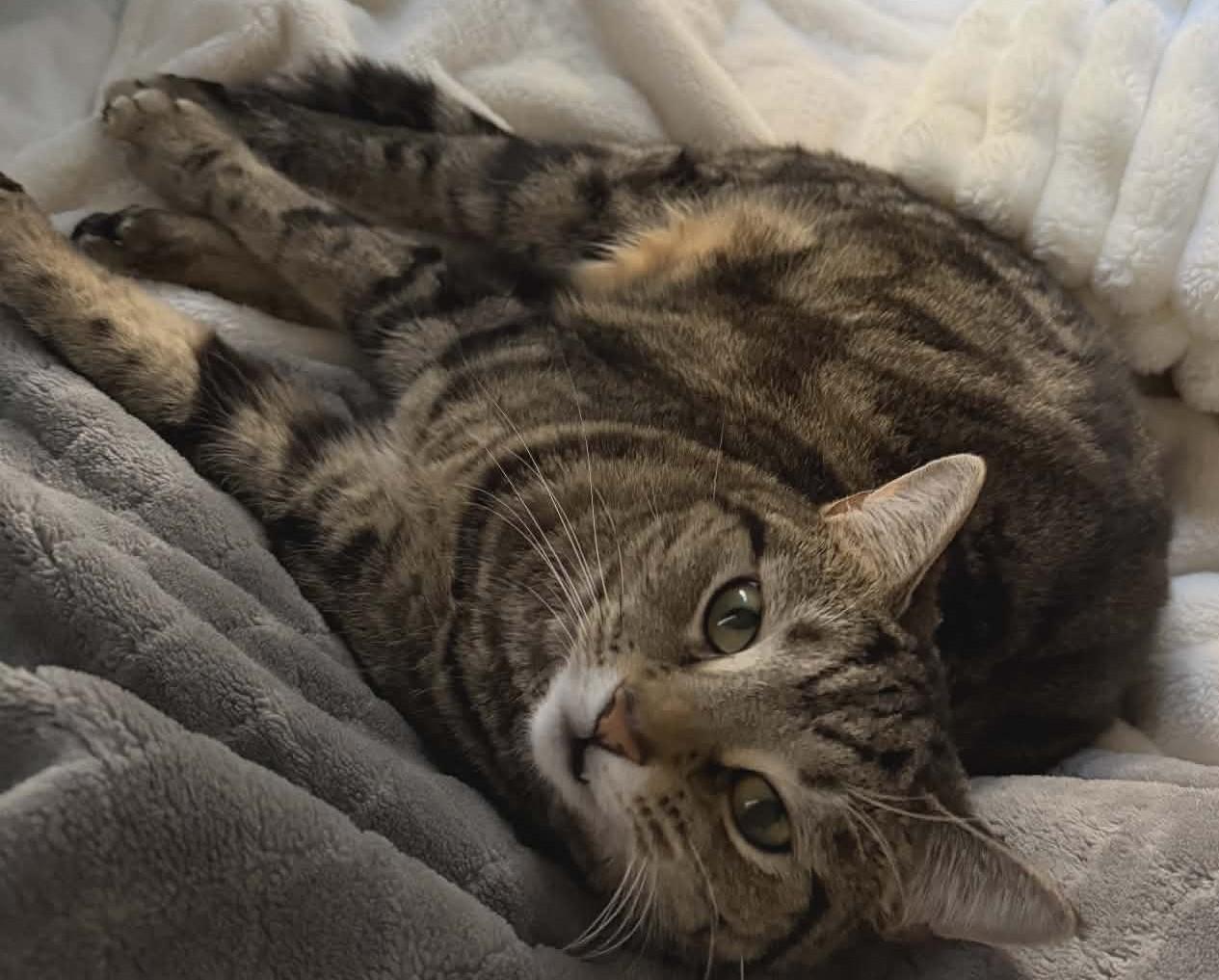 Inasa, ADOPTABLE, Adult Female Domestic Medium Hair.