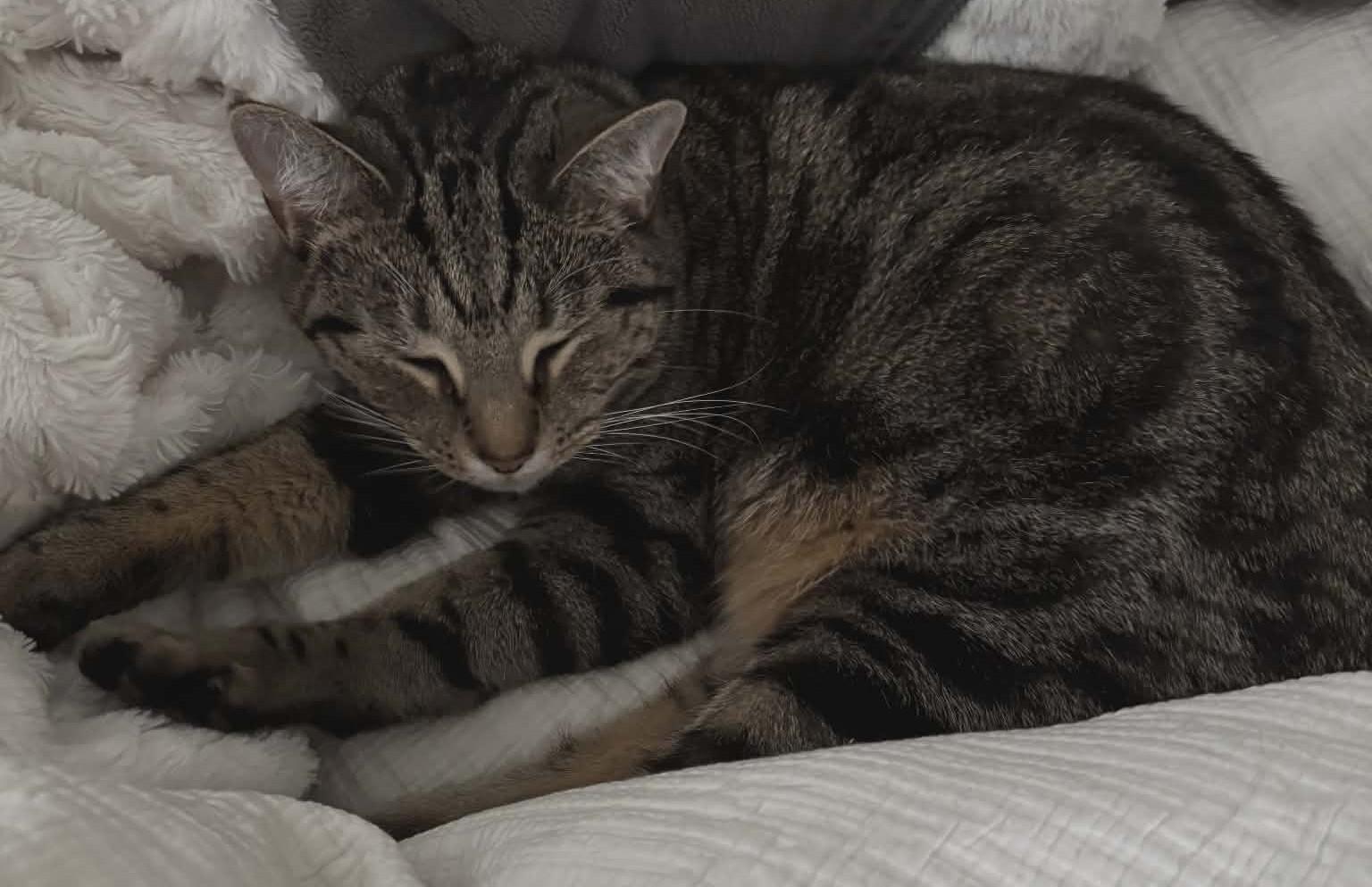 Enlarge Inasa, a ADOPTABLE Domestic Medium Hair in Woodland, CA image 4/5