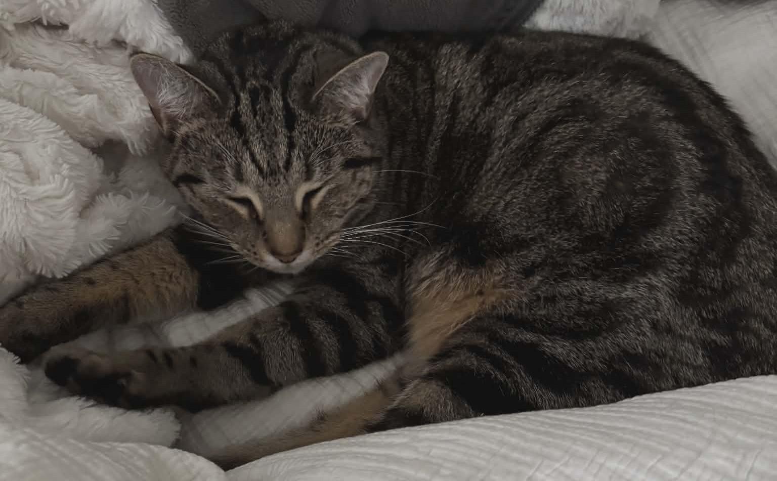 Enlarge Inasa, a ADOPTABLE Domestic Medium Hair in Woodland, CA image 5/5