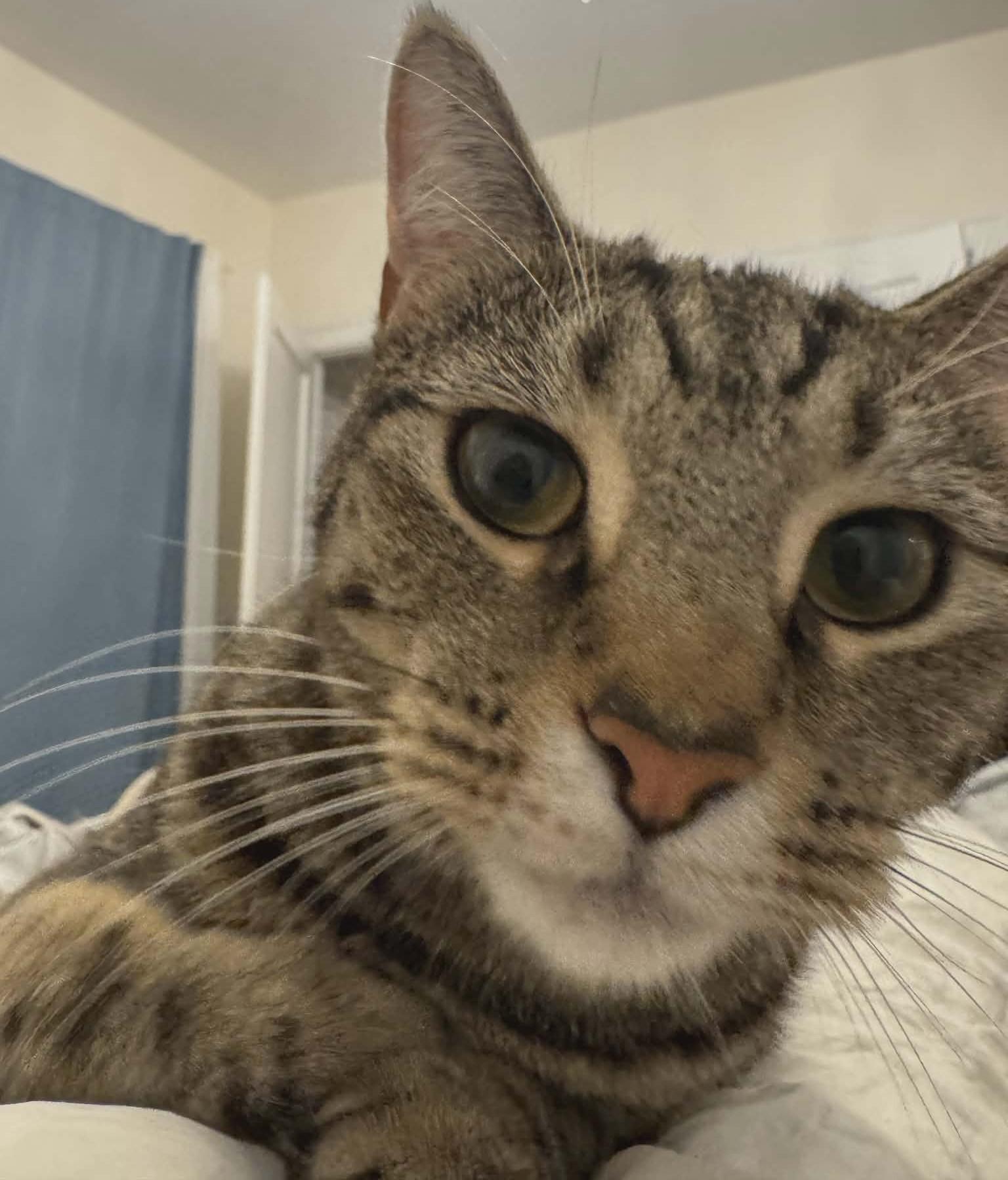 Enlarge Inasa, a ADOPTABLE Domestic Medium Hair in Woodland, CA image 3/5