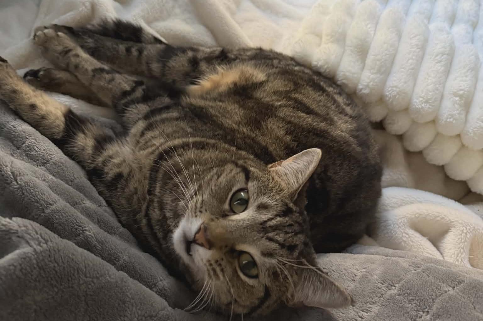 Enlarge Inasa, a ADOPTABLE Domestic Medium Hair in Woodland, CA image 2/5