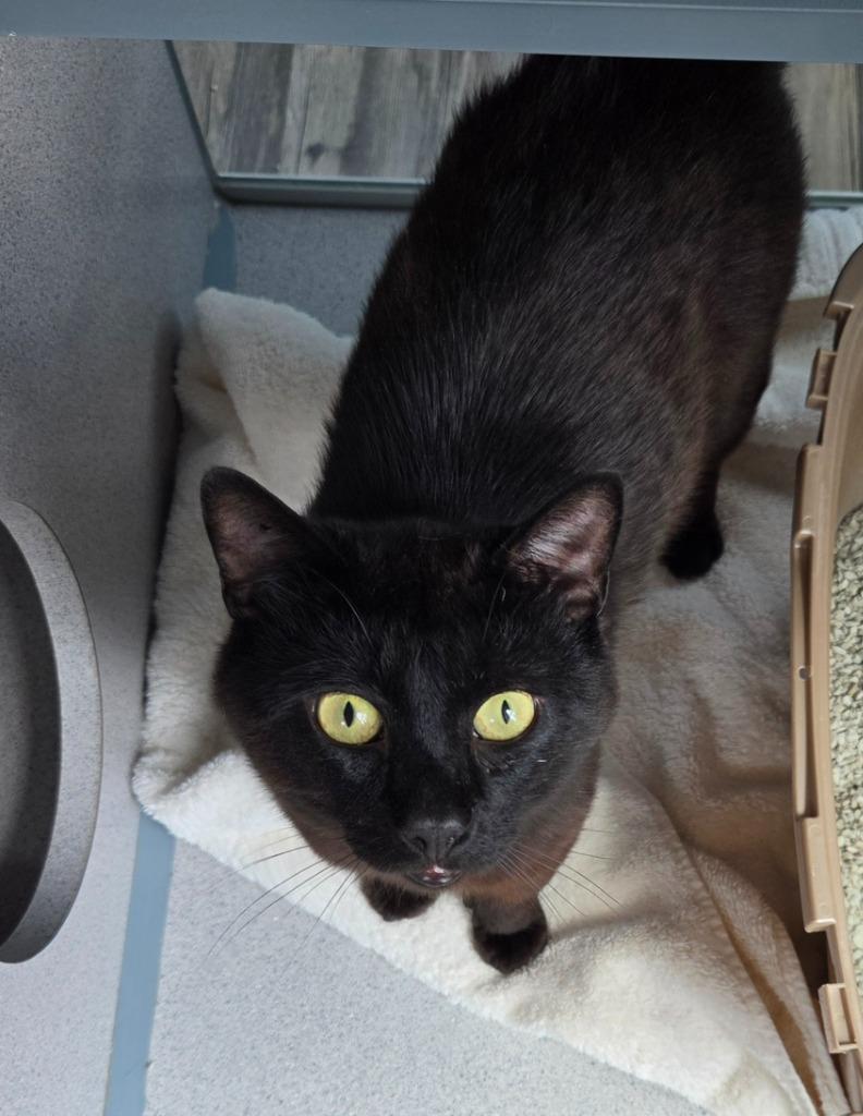 Enlarge Cocoa, a Adopted mixed breed in Liverpool, NY image 1/4