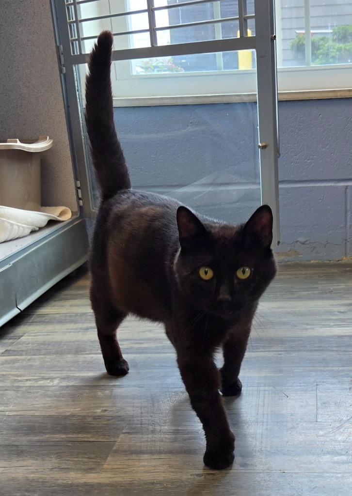 Enlarge Cocoa, a Adopted mixed breed in Liverpool, NY image 2/4