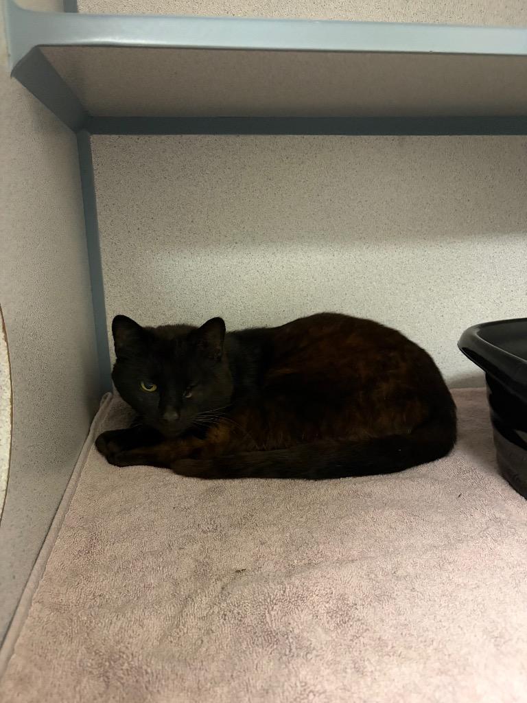 Enlarge Cocoa, a Adopted mixed breed in Liverpool, NY image 3/4