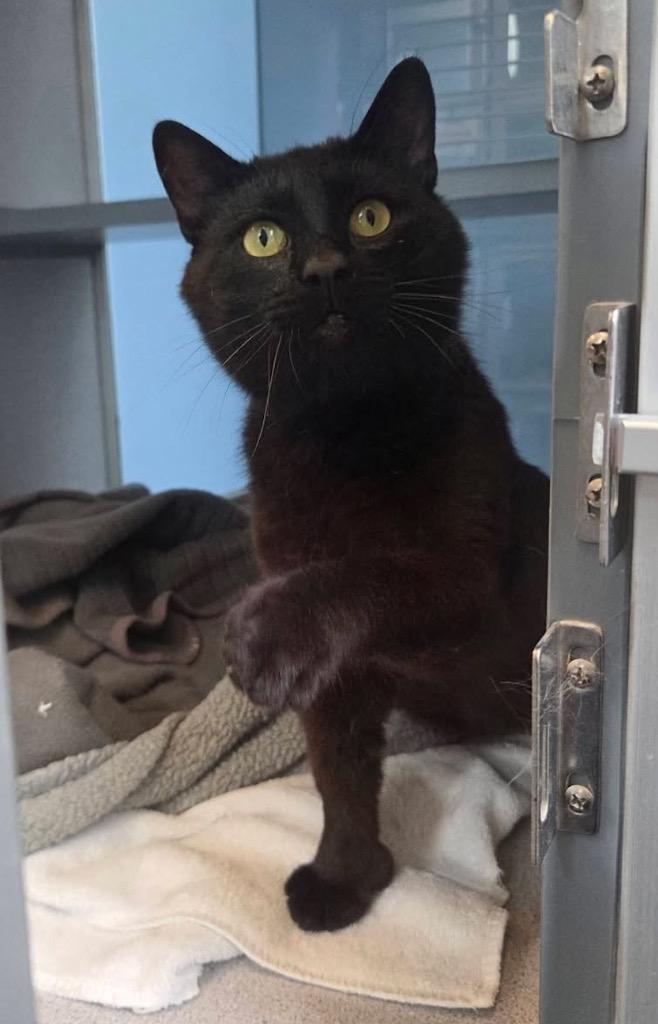 Enlarge Cocoa, a Adopted mixed breed in Liverpool, NY image 4/4