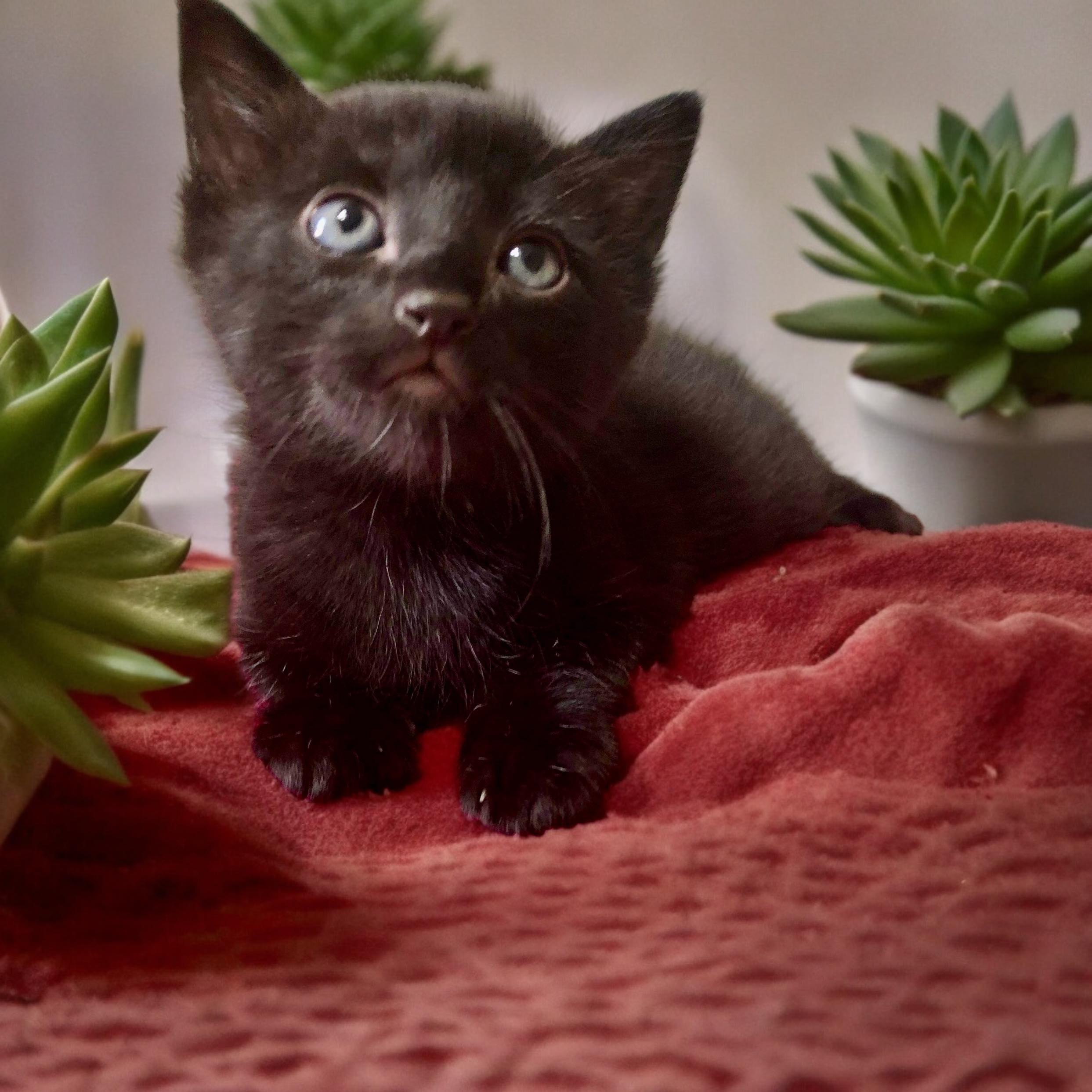 Enlarge Scorpio, a Adopted Tabby in Minneapolis , MN image 3/4