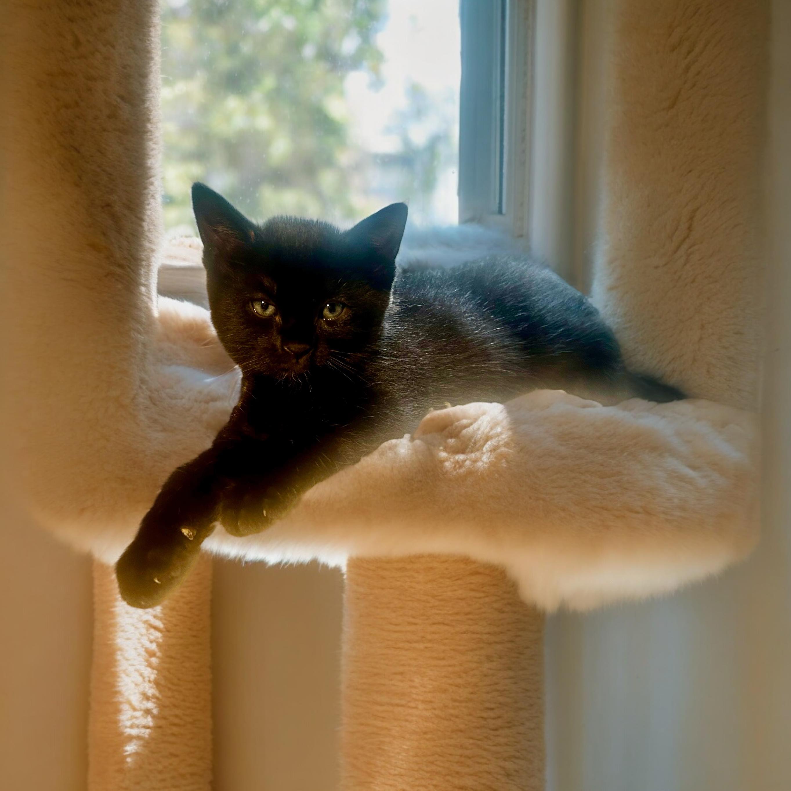 Enlarge Scorpio, a Adopted Tabby in Minneapolis , MN image 2/4