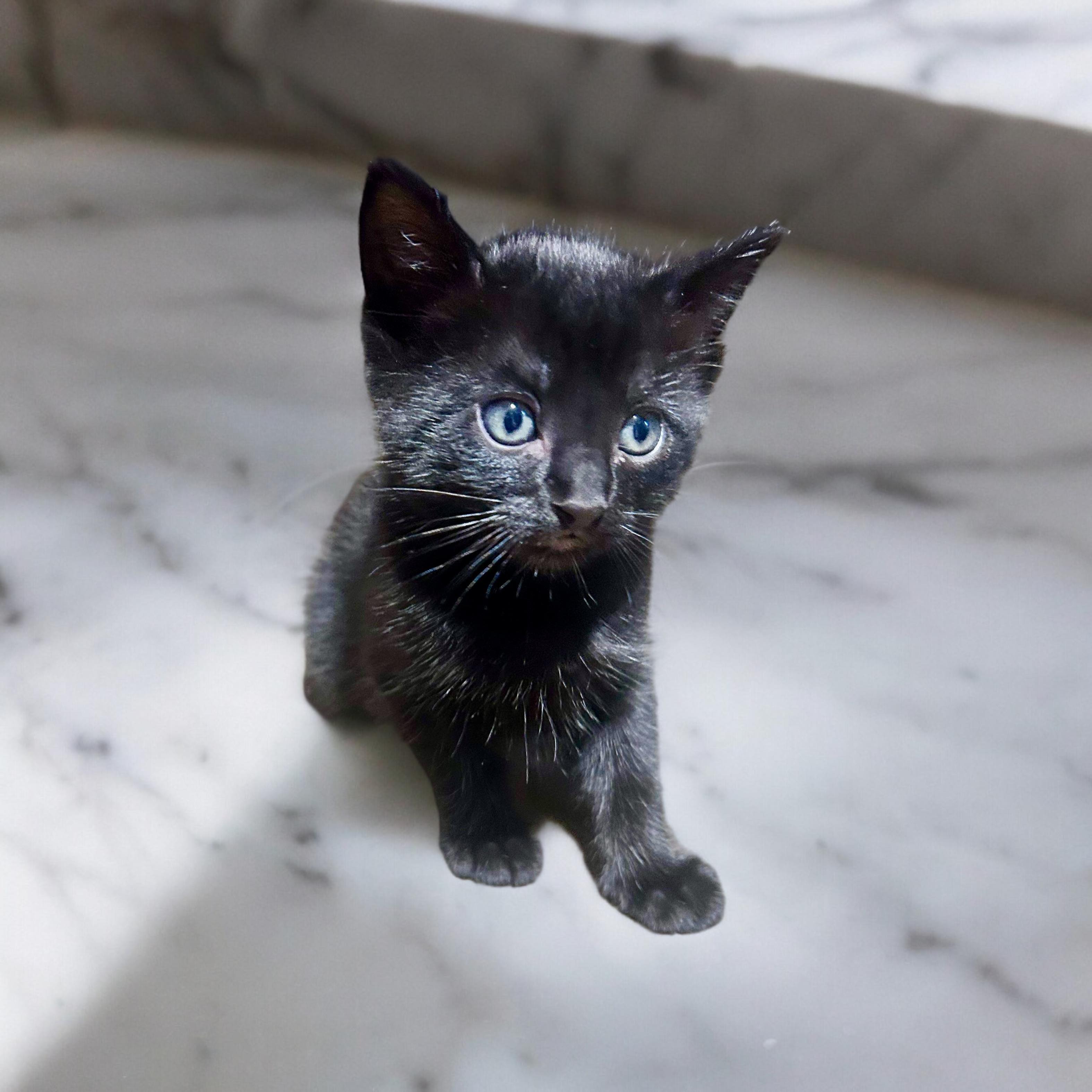 Enlarge Scorpio, a Adopted Tabby in Minneapolis , MN image 4/4