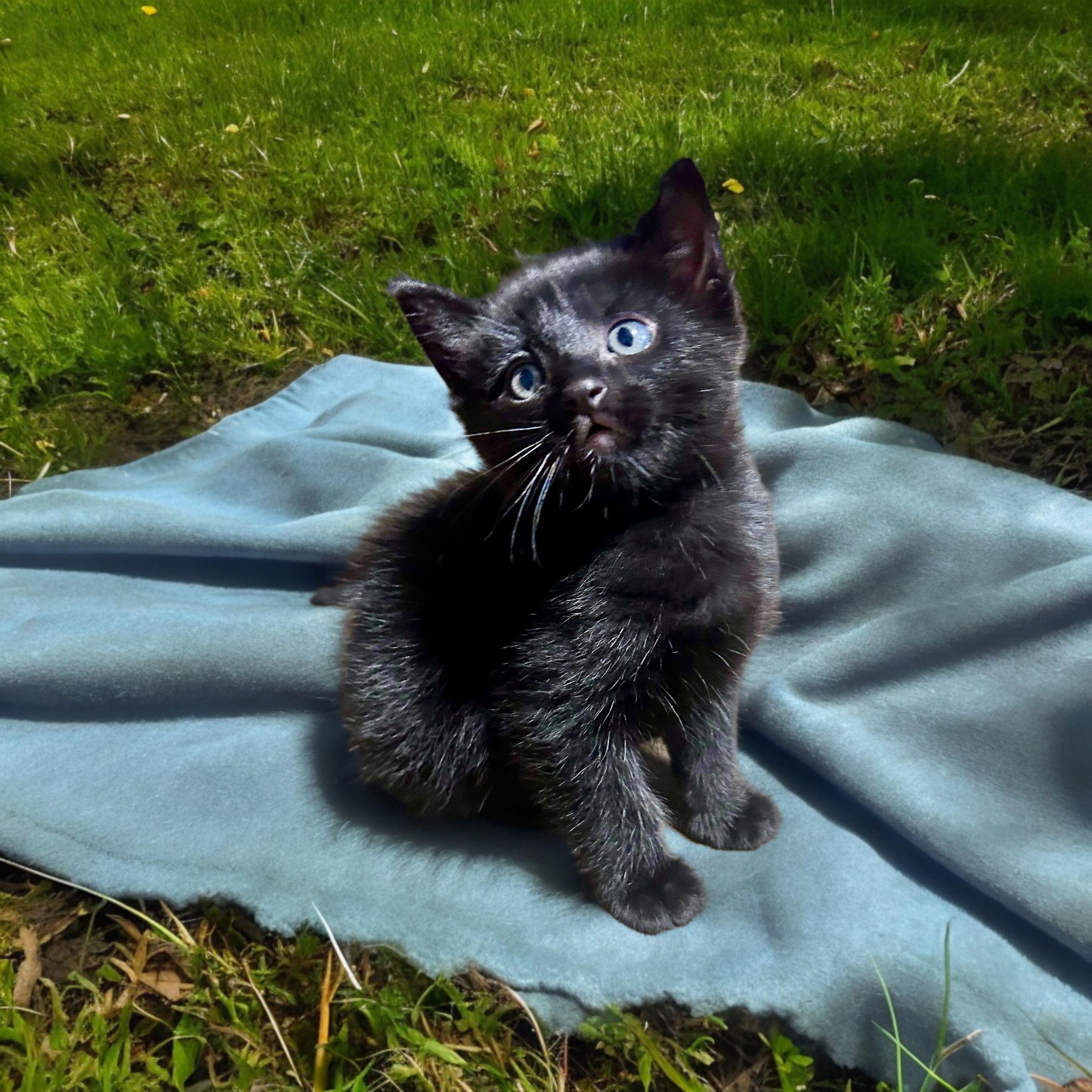 Enlarge Scorpio, a Adopted Tabby in Minneapolis , MN image 1/4