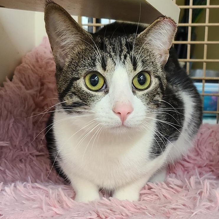 Cameron LIV 6/23, Adult Male Tabby