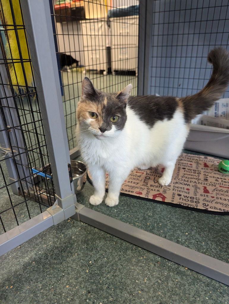 Jennie, a Adoptable Domestic Short Hair in Lovingston, VA image 1/6